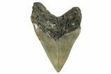 Serrated, Fossil Megalodon Tooth - Huge NC Meg #275270-2